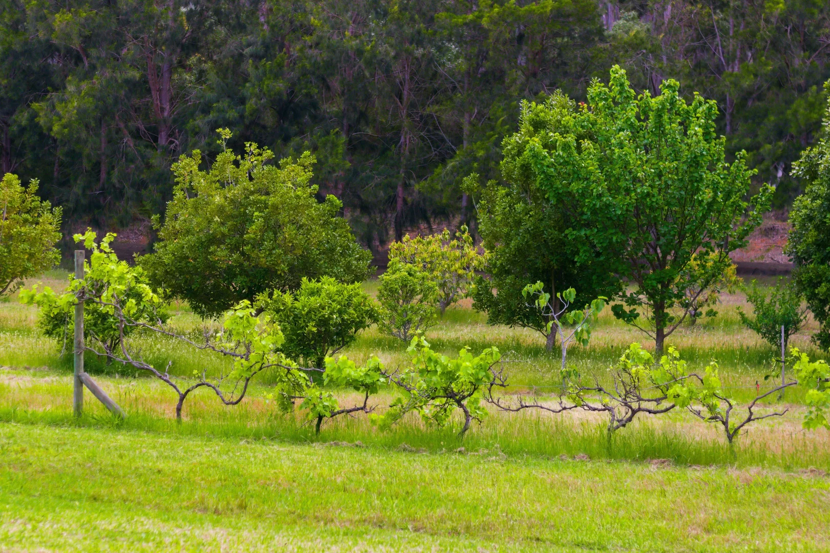 Additional image 24 of Lot PL 2/1120 Wildwood Road, Yallingup Siding WA 6282