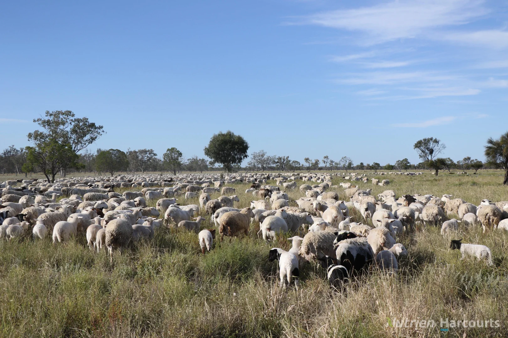 Additional image 30 of * Springvale, Walgett NSW 2832