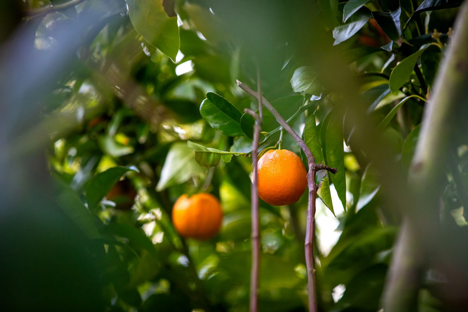 Additional image 29 of 129 Currie Road, Lardner VIC 3821