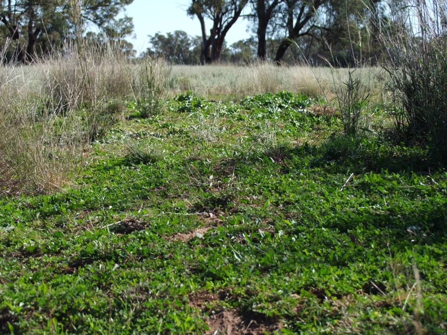 Additional image 13 of 125-291 GOORIANAWA ROAD, Mount Tenandra NSW 2828