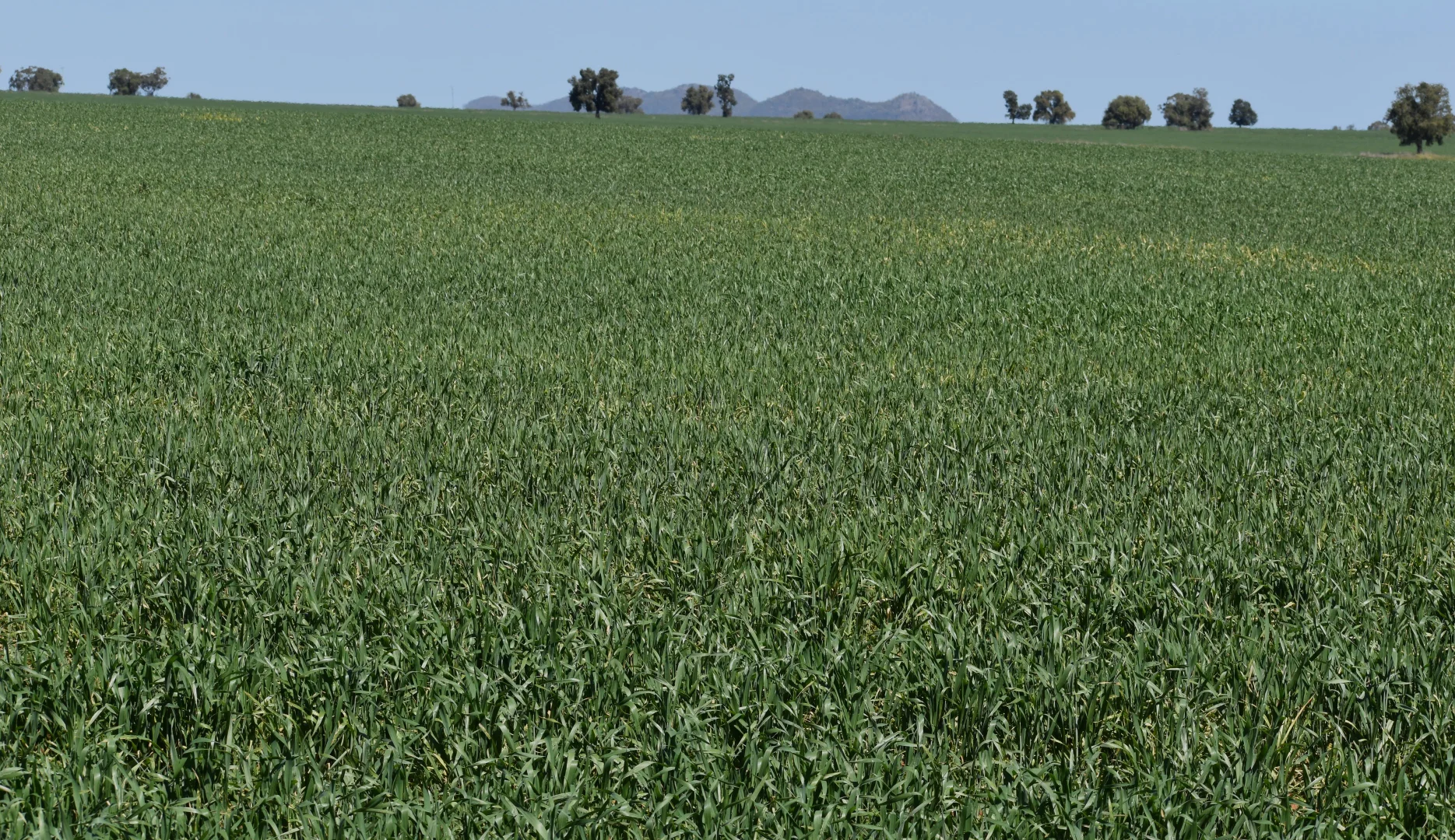 Additional image 11 of 120 Ganantagi Road, Yarrabandai NSW 2875