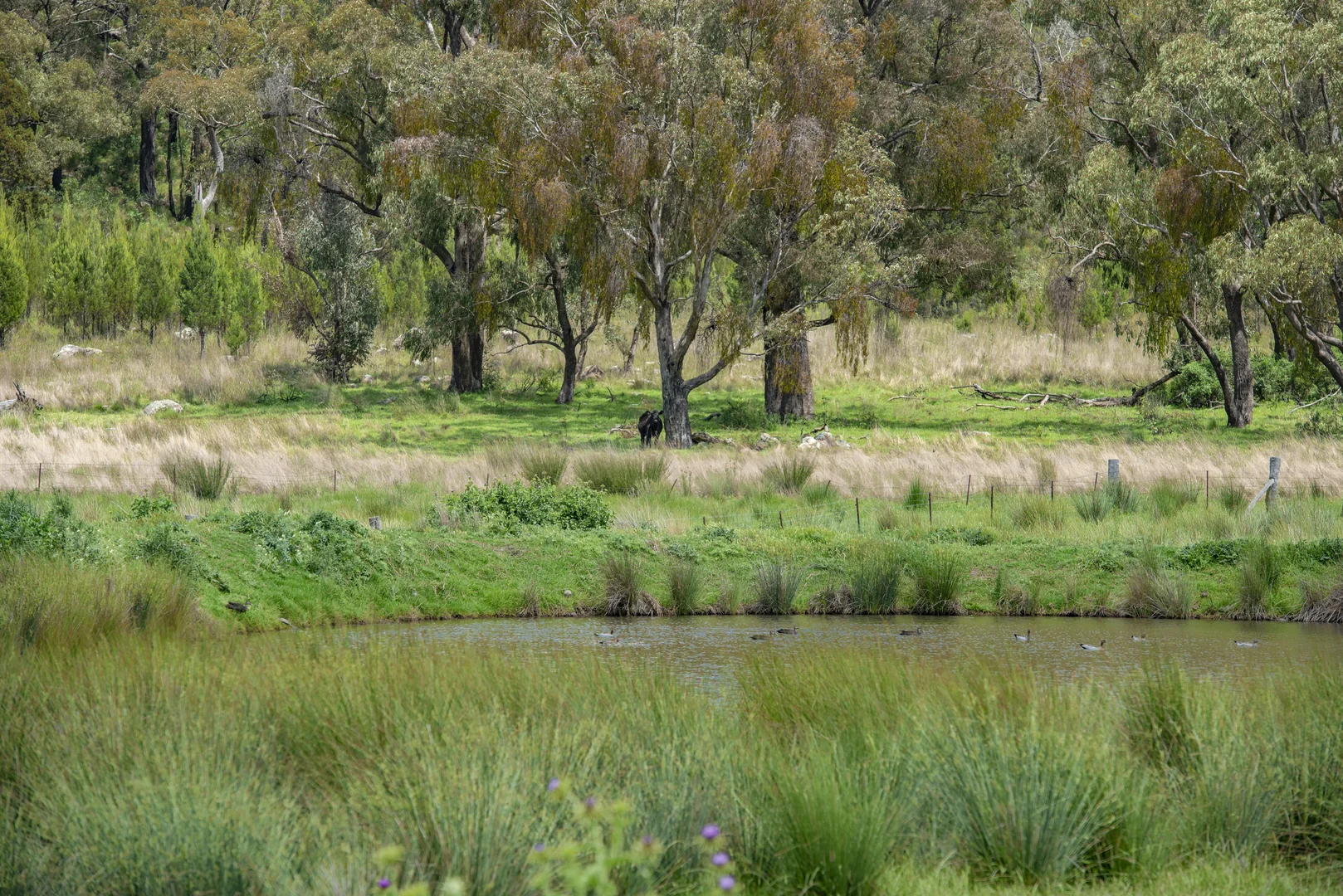 Additional image 39 of 1124 WARKTON ROAD, Coonabarabran NSW 2357