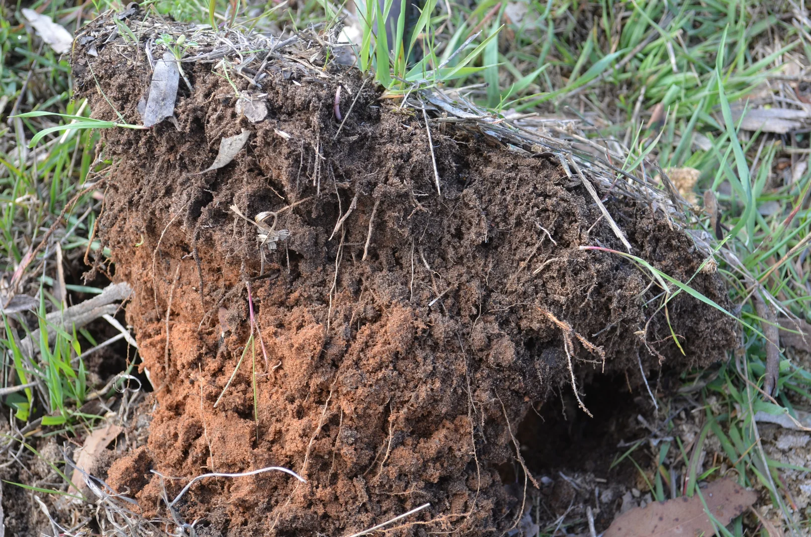 Additional image 14 of 555 Mail Bridge Road, Kingston Se SA 5275