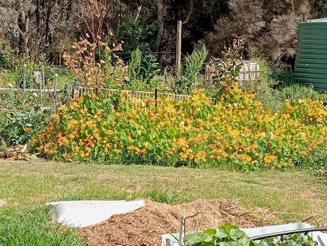 Additional image 11 of 6 Ellen Street, Brunswick WA 6224