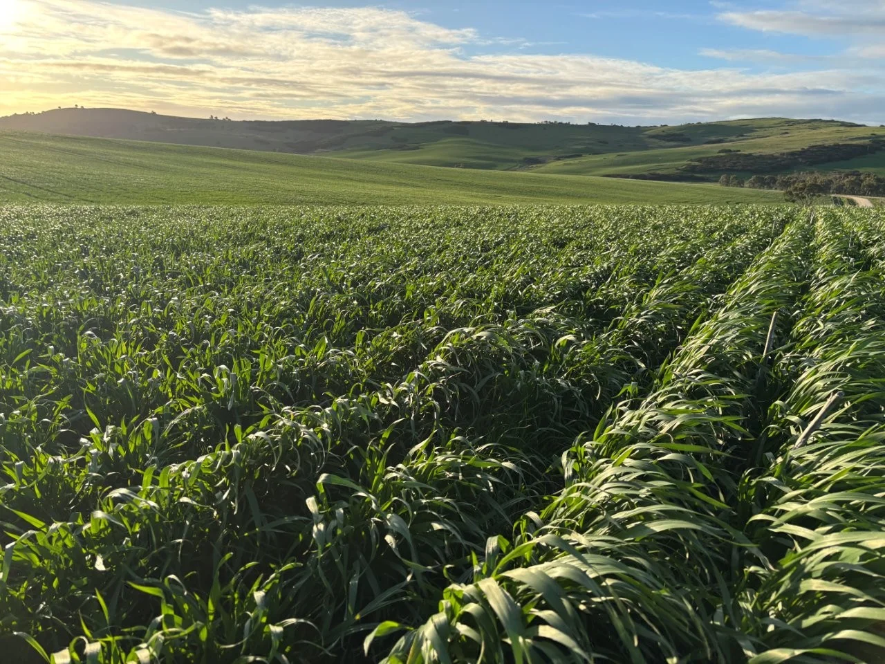 Additional image 33 of Lot 5 McAvaney Lane, Whites Flat SA 5607