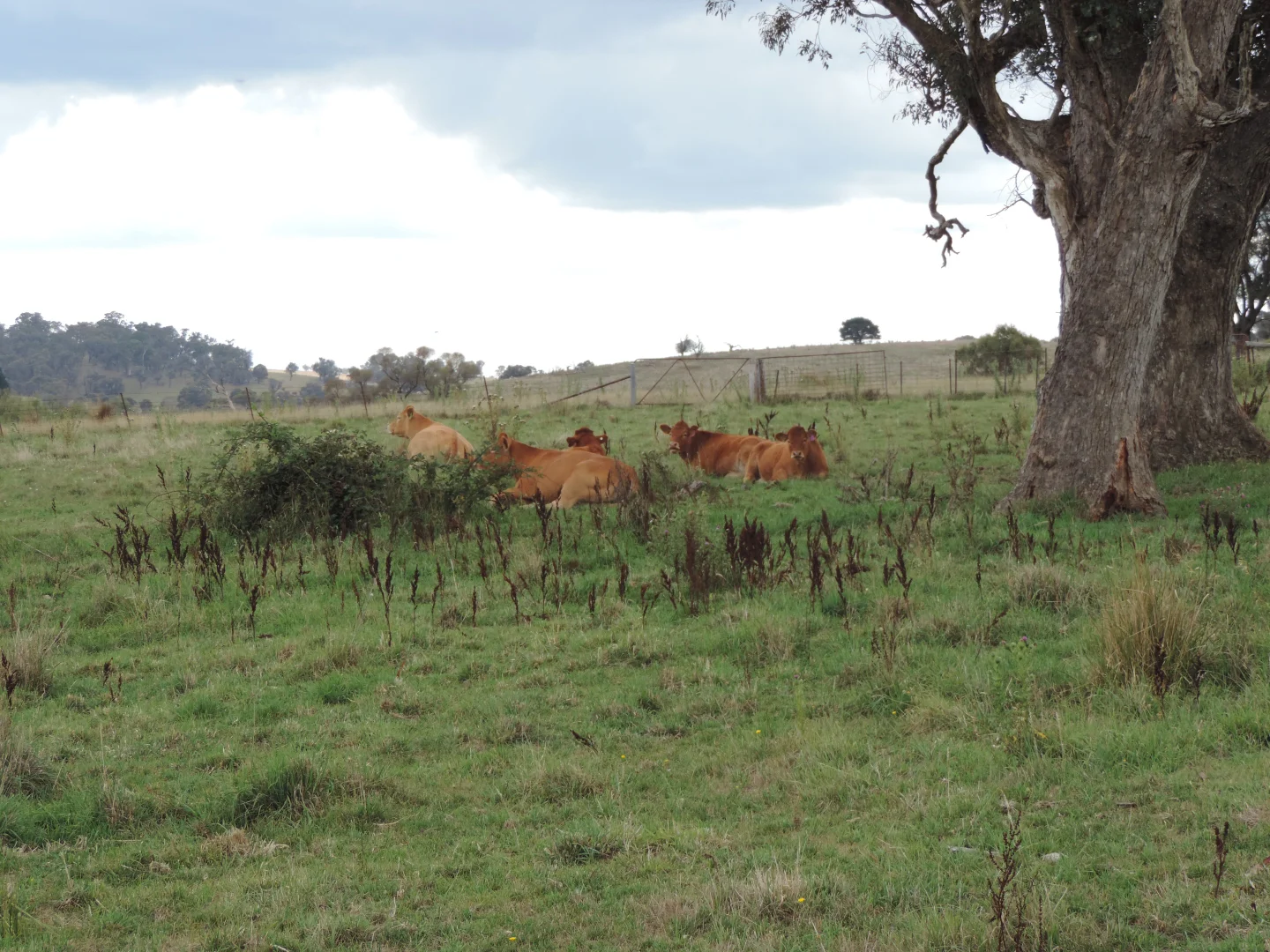 Additional image 11 of Lot 2 Golspie Road, Laggan NSW 2583