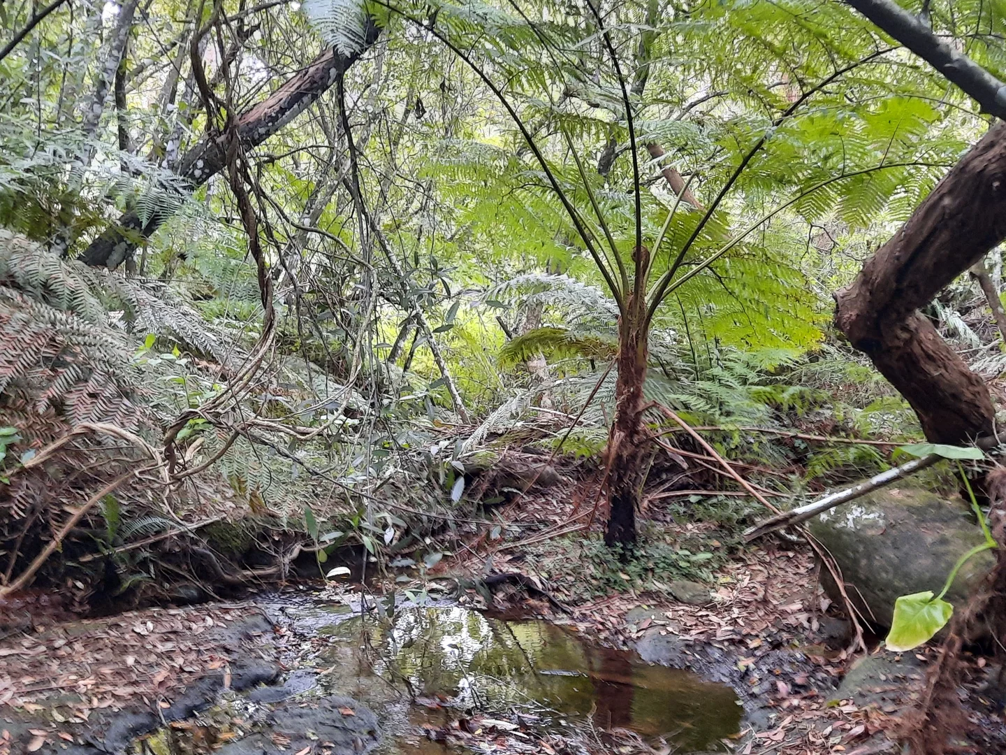 Additional image 3 of 2 Sunnyridge Road, Arcadia NSW 2159
