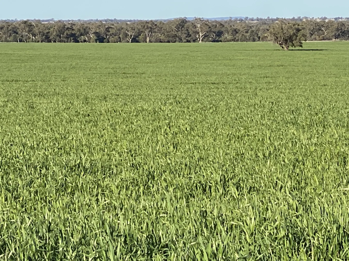 Additional image 37 of 492 Eremeran Road, Condobolin NSW 2877