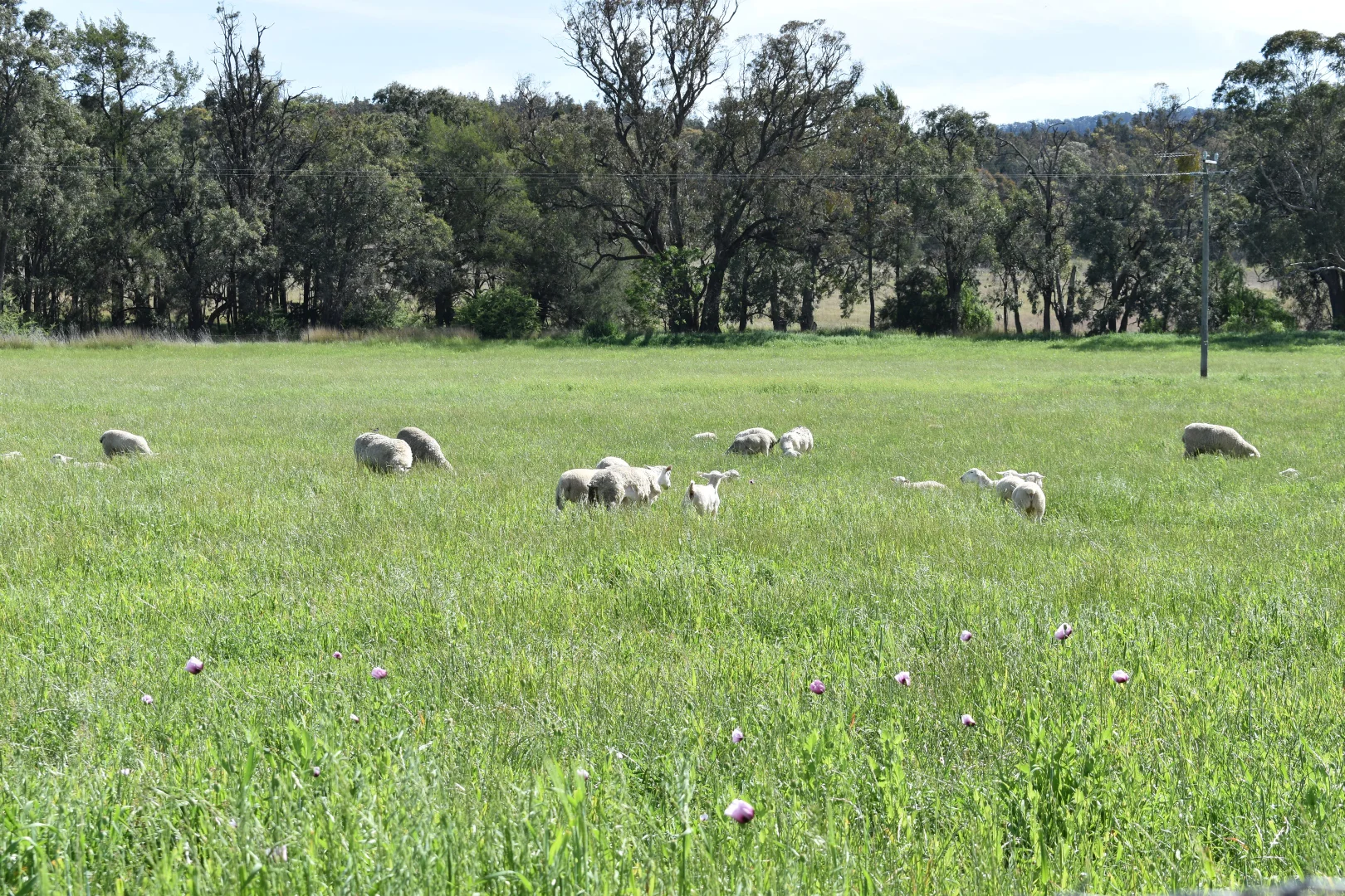 Additional image 86 of 1124 WARKTON ROAD, Coonabarabran NSW 2357