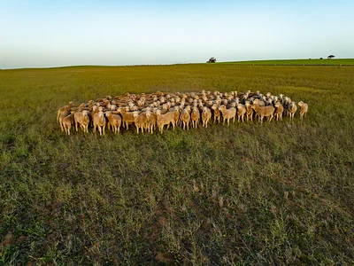 Additional image 2 of 542 Haby & 832 Bolt Road, Nildottie SA 5238