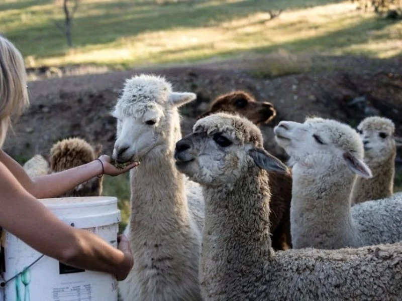 Additional image 6 of 594 Pyramul Road, Windeyer NSW 2850