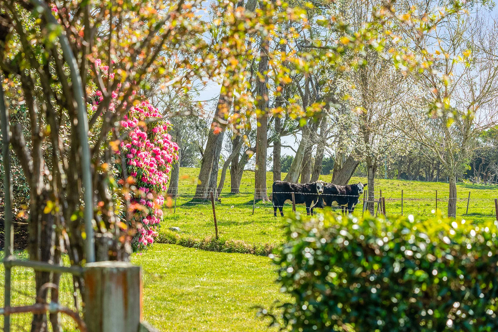 Additional image 11 of 5941 Illawarra Highway, Avoca NSW 2577