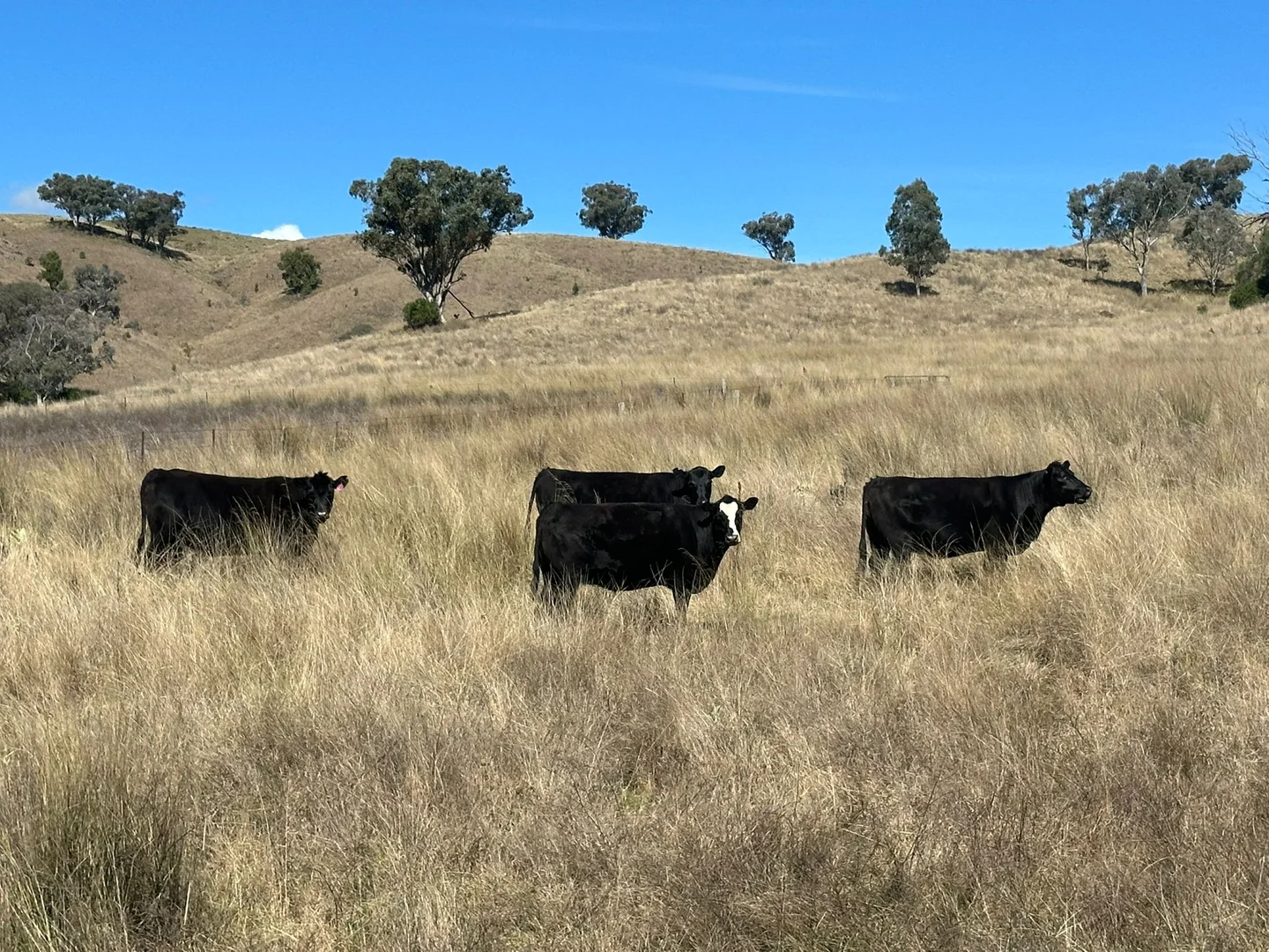 Additional image 12 of 2991 Halls Creek Road, Halls Creek NSW 2346