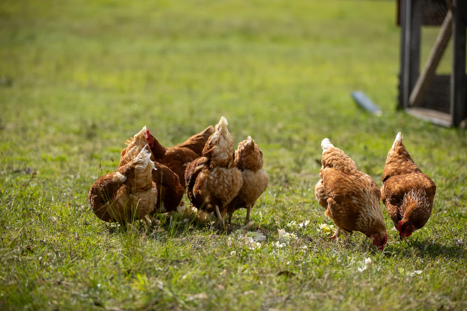 Additional image 19 of 652 Mount Lindesay Road, Tenterfield NSW 2372