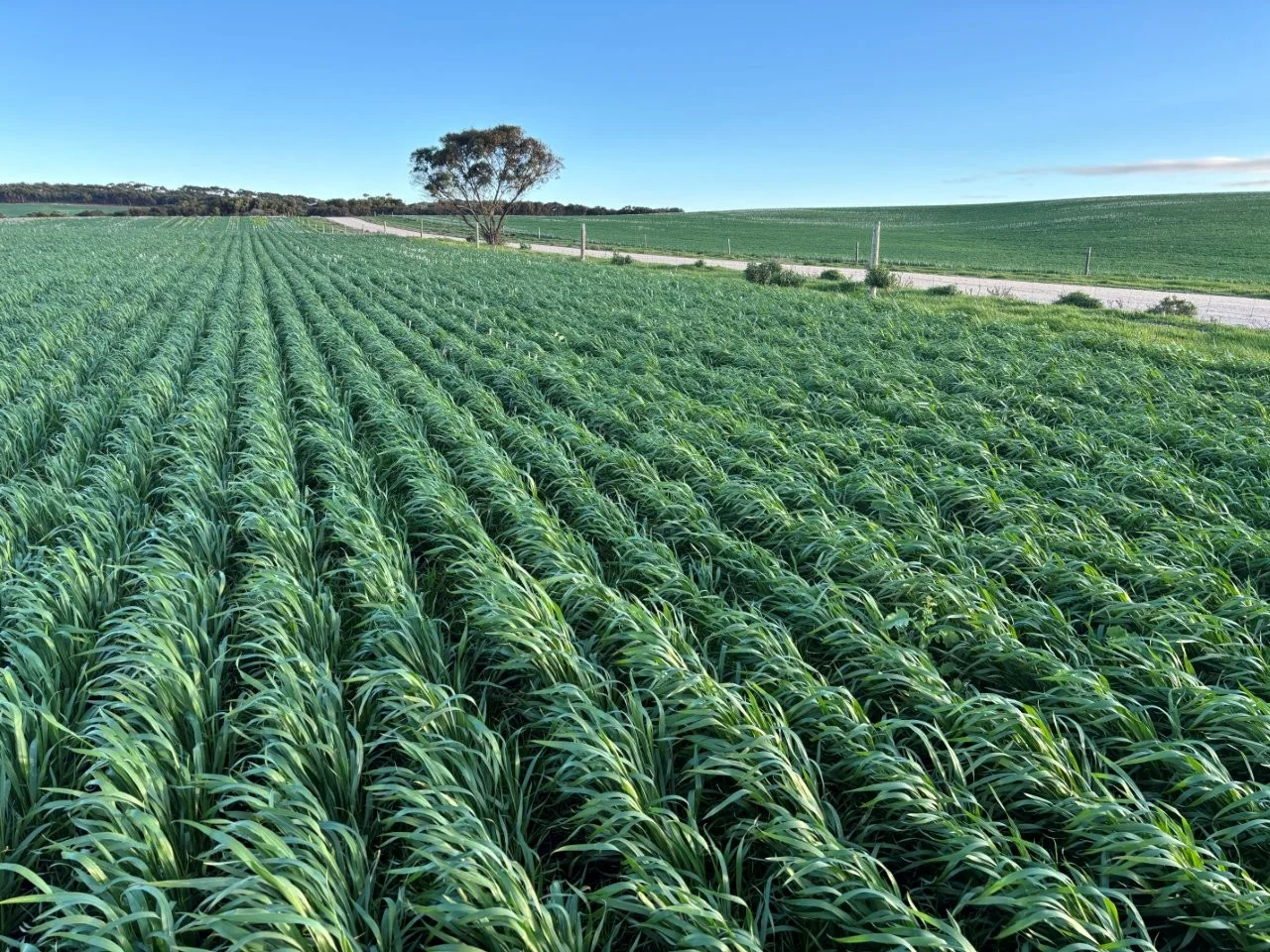 Additional image 2 of Lot 5 McAvaney Lane, Whites Flat SA 5607