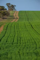 Additional image 3 of 542 Haby & 832 Bolt Road, Nildottie SA 5238