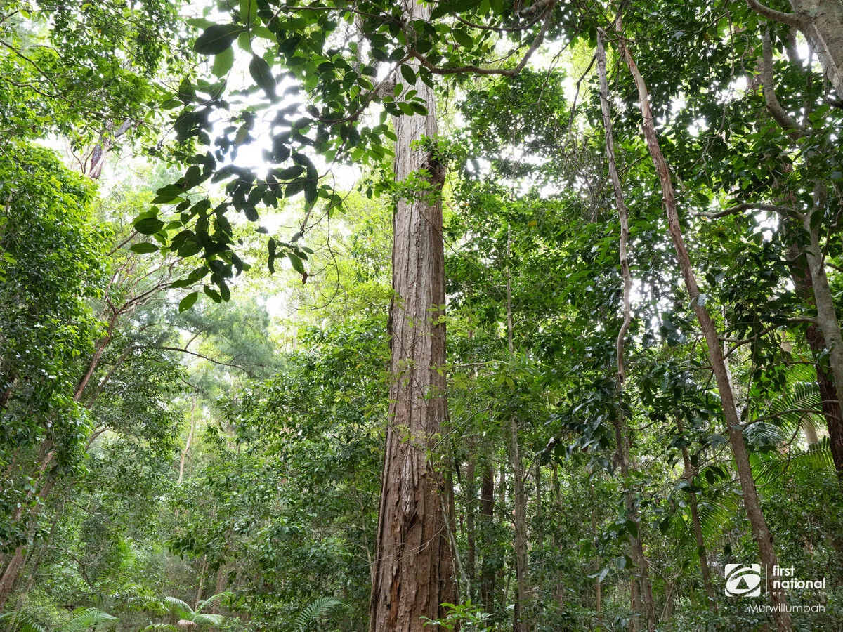 Additional image 35 of 563 Commissioners Creek Road, Commissioners Creek NSW 2484