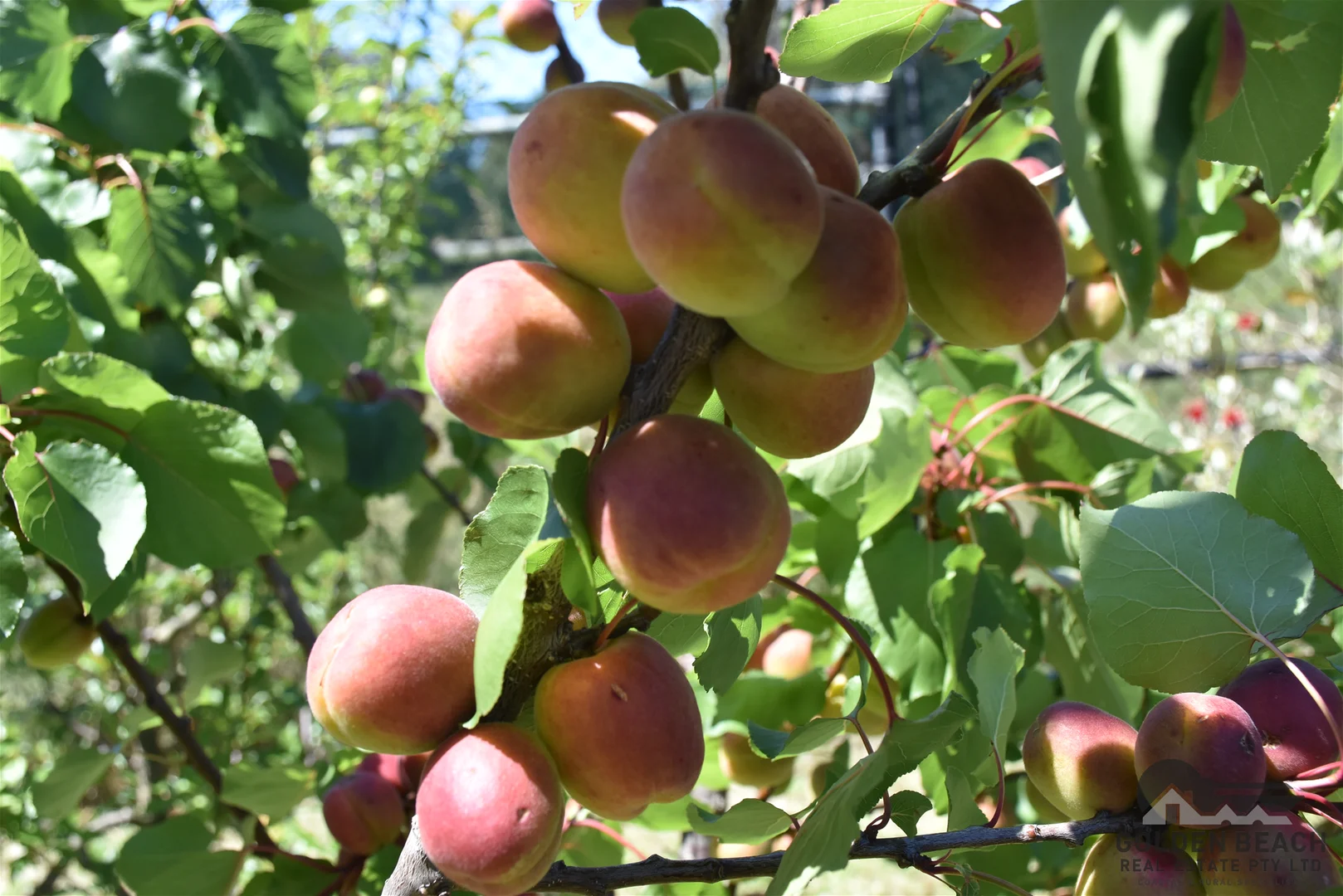 Additional image 18 of 9 Astro Avenue, Golden Beach VIC 3851