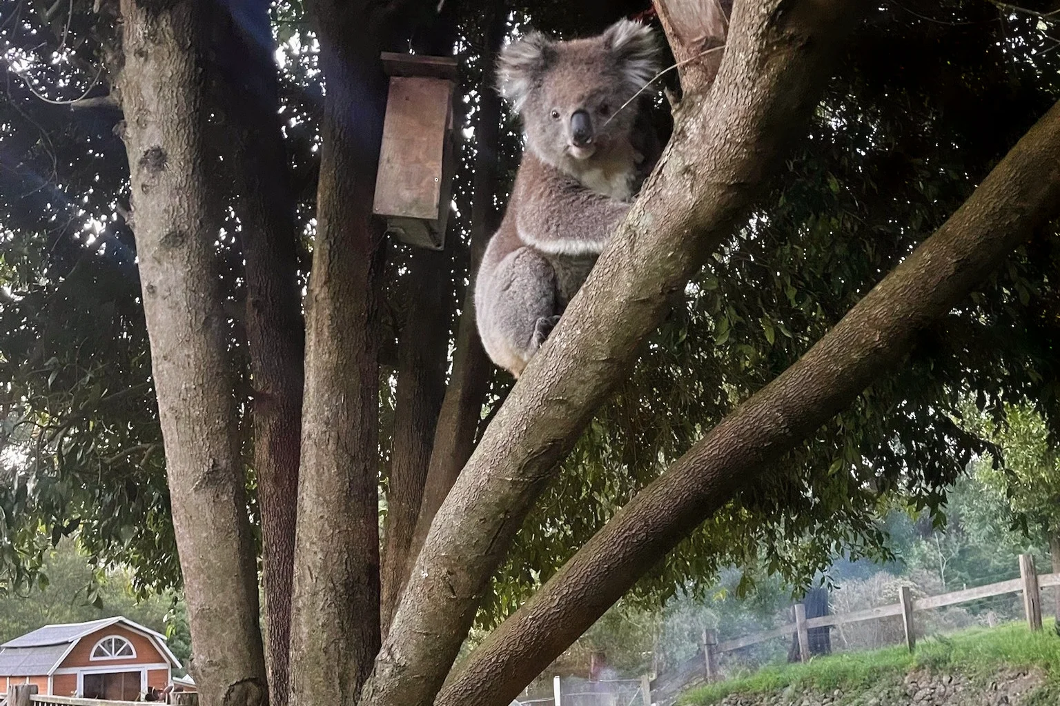 Additional image 32 of 1704 Tarra Valley Road, Tarra Valley VIC 3971