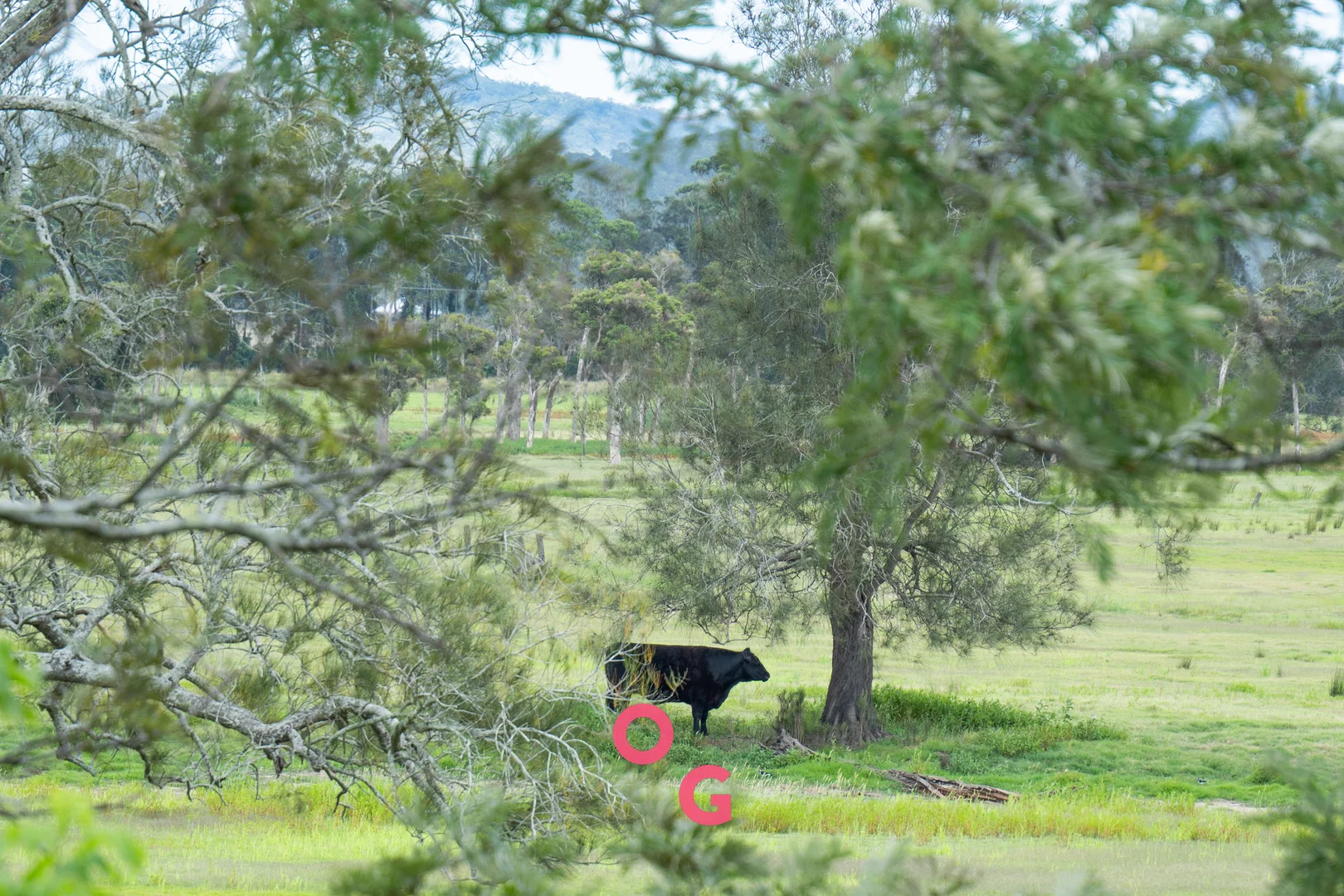 Additional image 27 of 5 Killaloe Lane, Eagleton NSW 2324