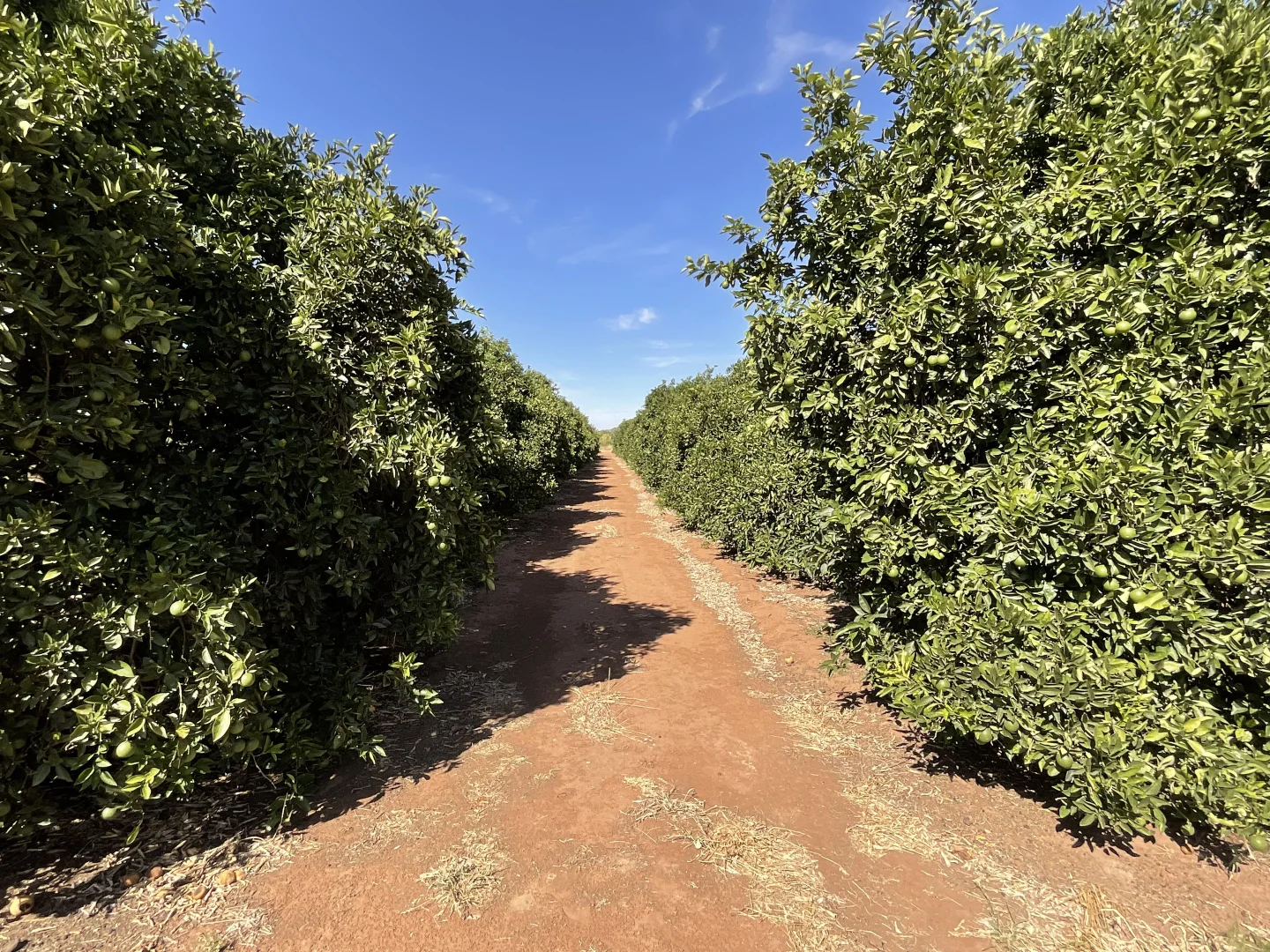 Additional image 21 of 187 Morley Road, Yoogali NSW 2680