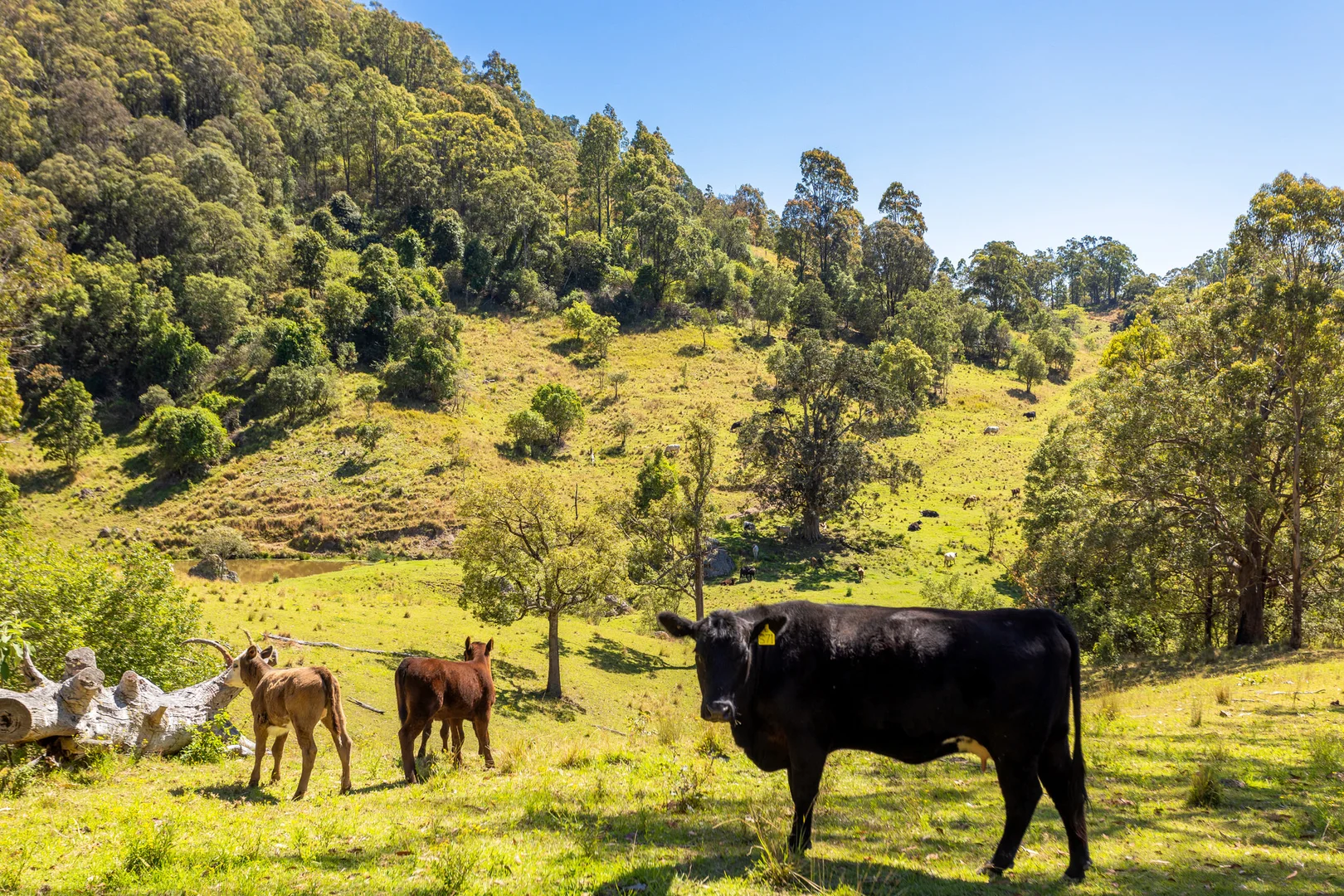 Additional image 4 of 233 Thunderbolts Way, Gloucester NSW 2422