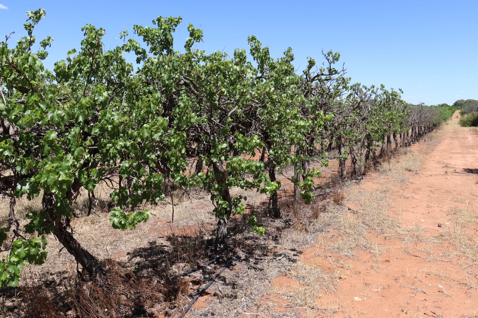 Additional image 21 of 73 Garrett Road, Glossop SA 5344