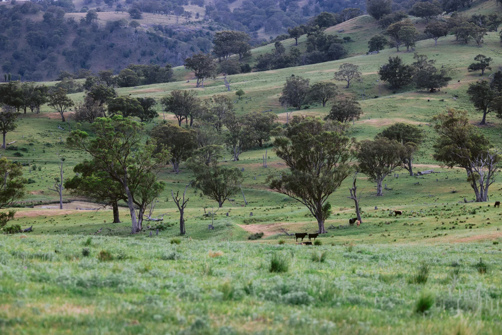 Additional image 27 of 7390 New England Hwy, Willow Tree NSW 2339