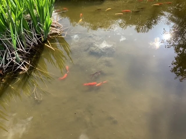 Additional image 32 of 226 Wilsons Road, Haddon VIC 3351