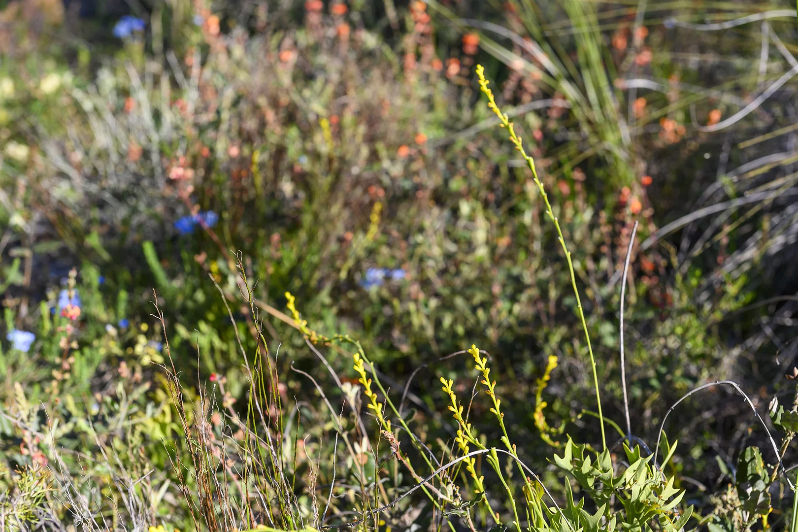 Additional image 41 of Guernsey Rise, Lower Chittering WA 6084