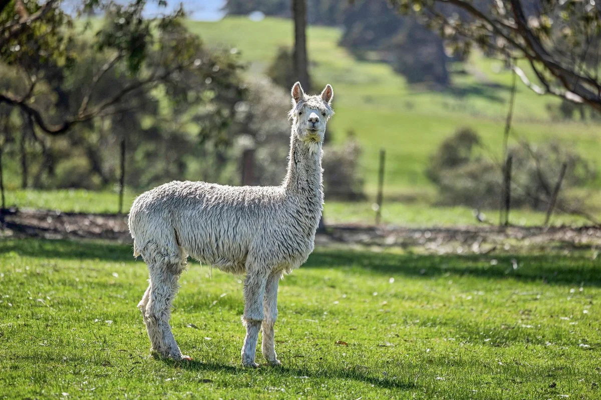 Additional image 21 of 60 Moores Road, Bellbrae VIC 3228
