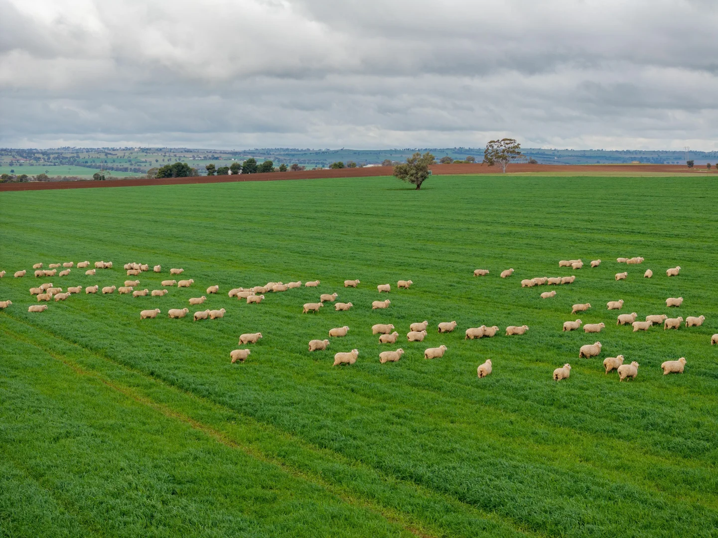 Additional image 12 of 79 Goldfields Way Old Junee Via, Wagga Wagga NSW 2650