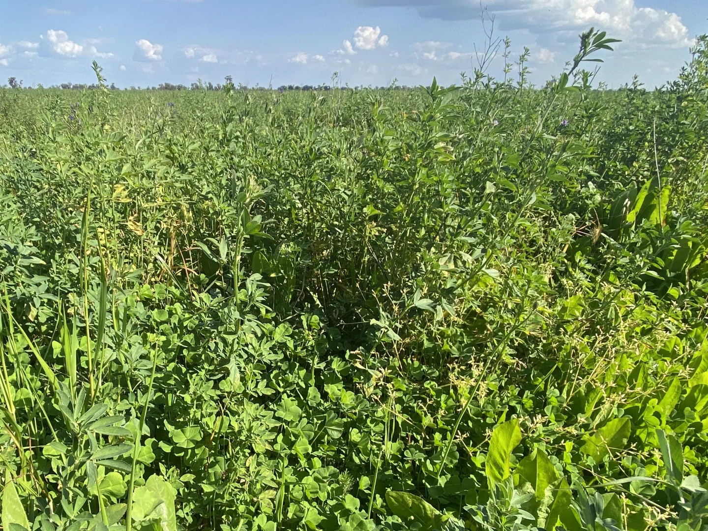 Additional image 6 of 1715 The Bogan Way, Forbes NSW 2871