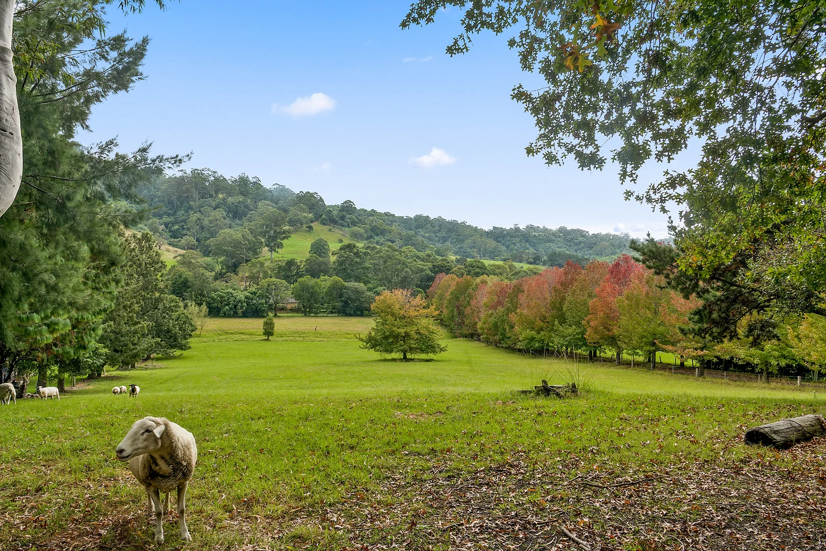 Additional image 31 of 195 Devitts Lane, Meroo Meadow NSW 2540