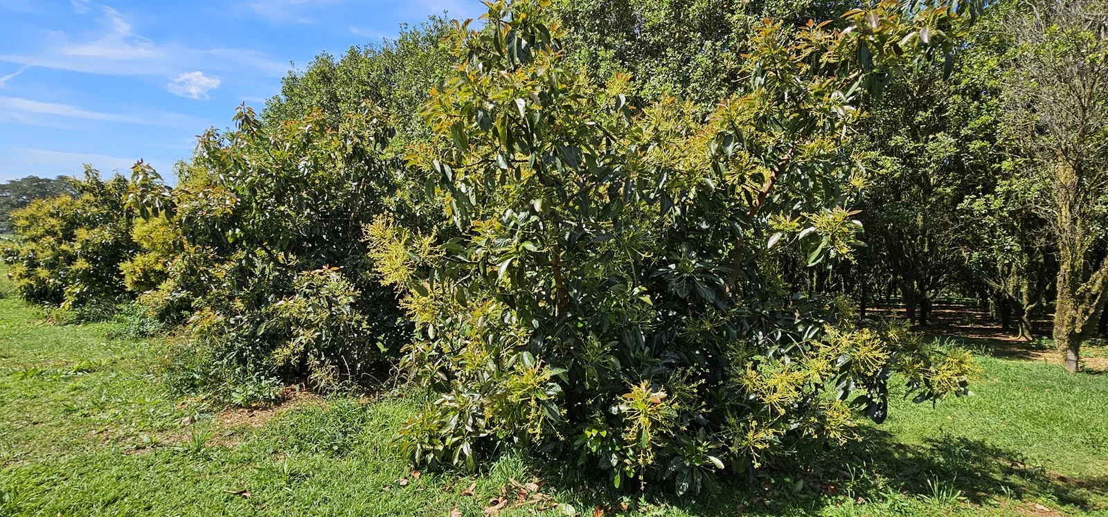 Additional image 19 of Tregeagle NSW 2480