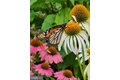 Additional image 21 of 22325 Nicholson Farm Rd, Dickerson, MD, 20842