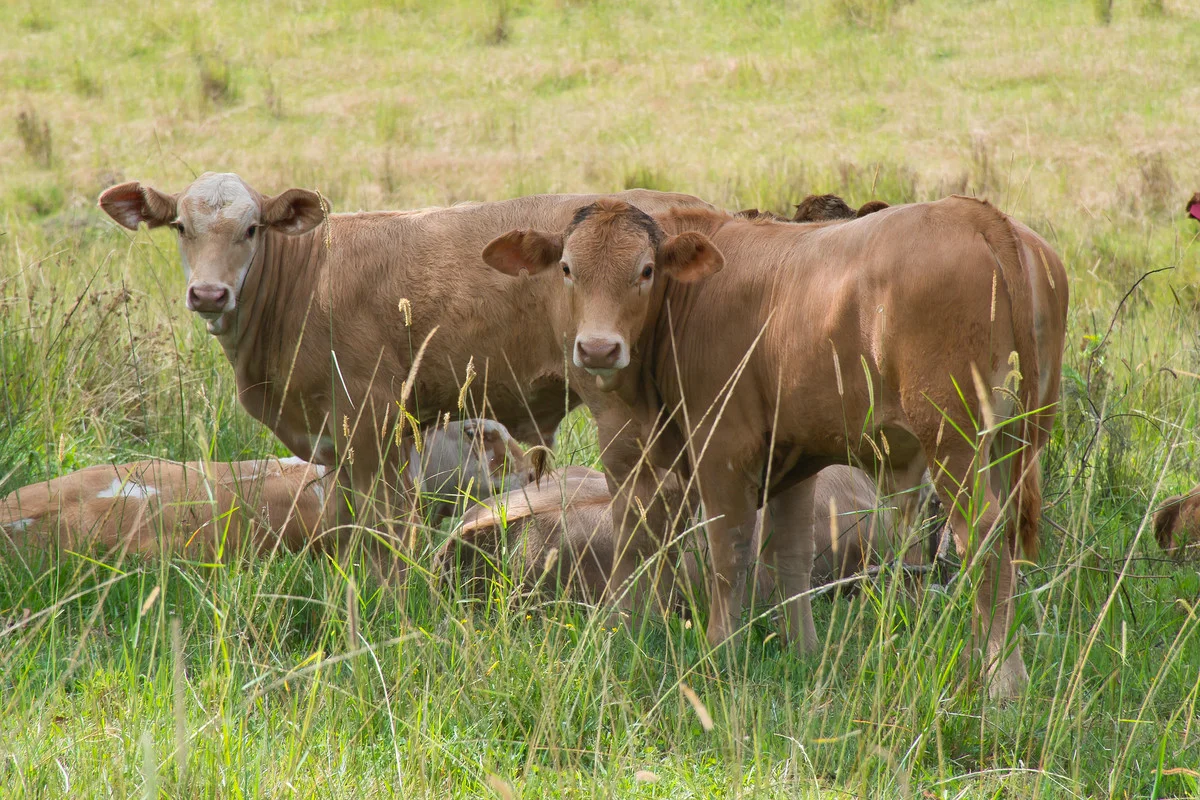 39-57 Aspreys Road, Ettrick NSW 2474