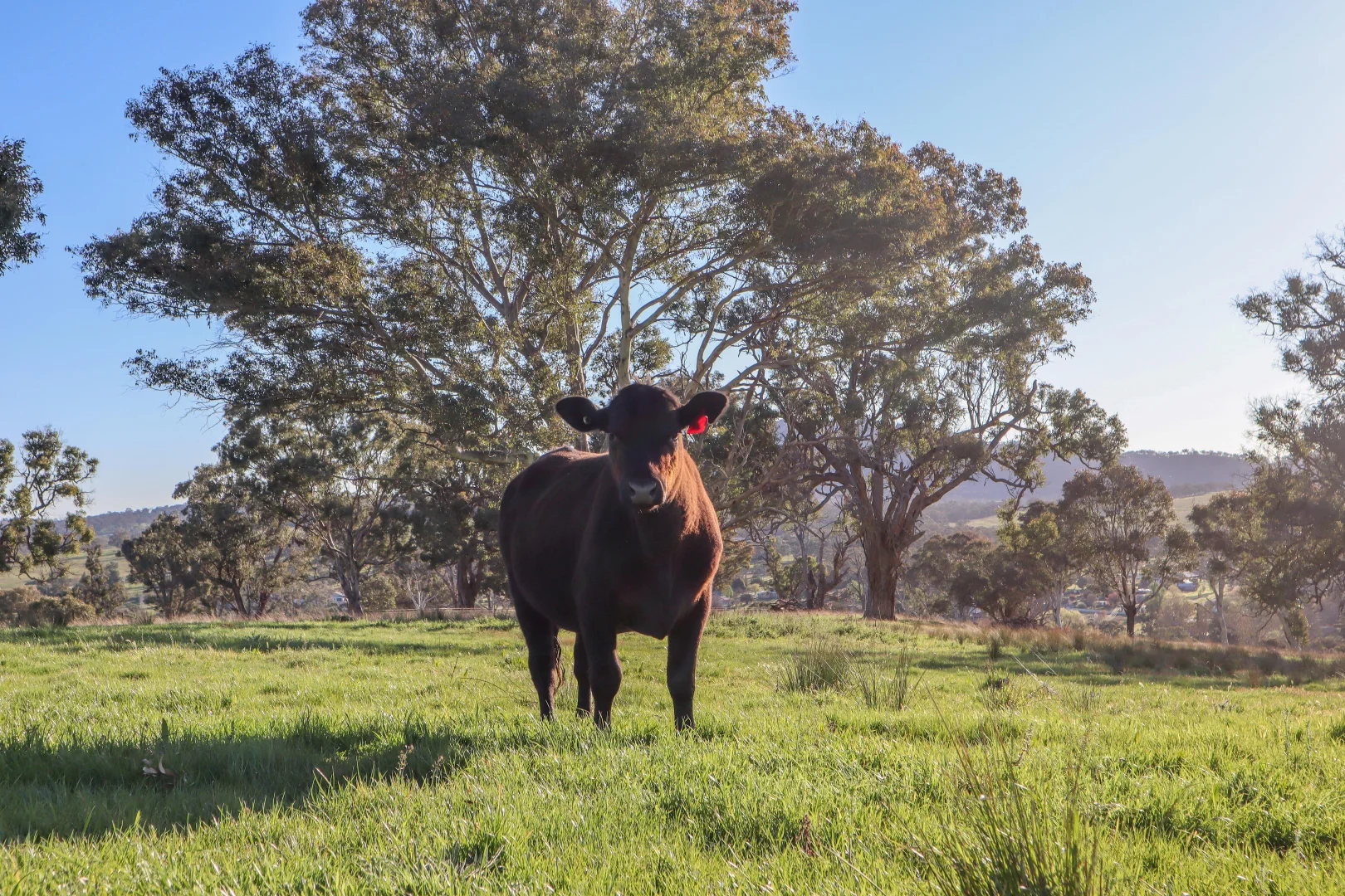 Additional image 21 of "Bonna"  1 Haidee Street, Bendemeer NSW 2355