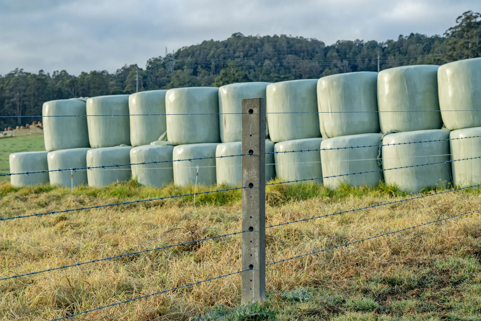 Additional image 15 of 1431 Coramba Road, Dorrigo NSW 2453