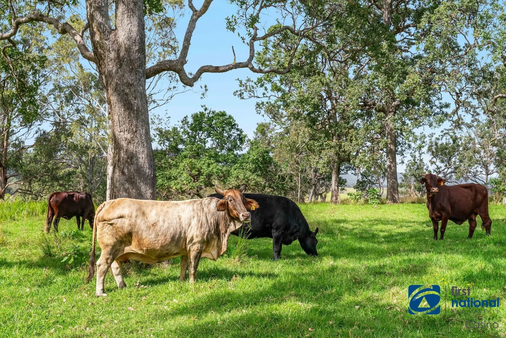 Additional image 7 of 1212 Beaury Creek Road, Urbenville NSW 2475