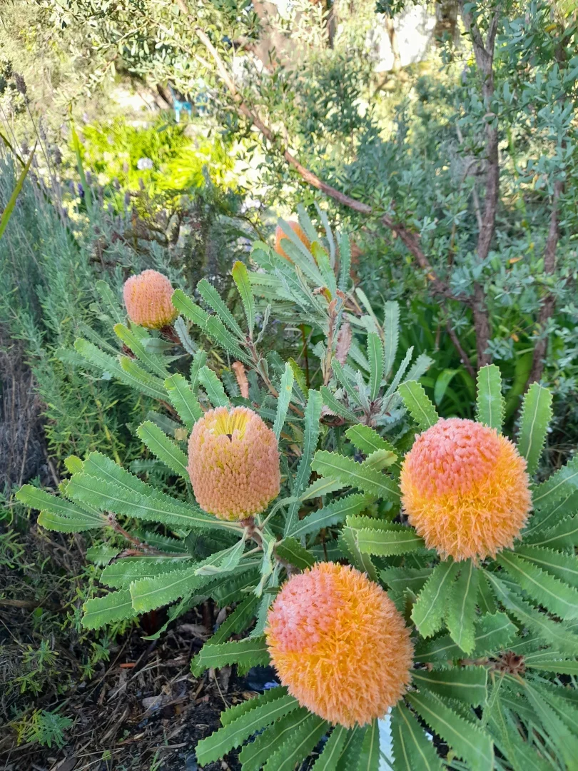 Additional image 20 of 49 Louis Road, Venus Bay VIC 3956