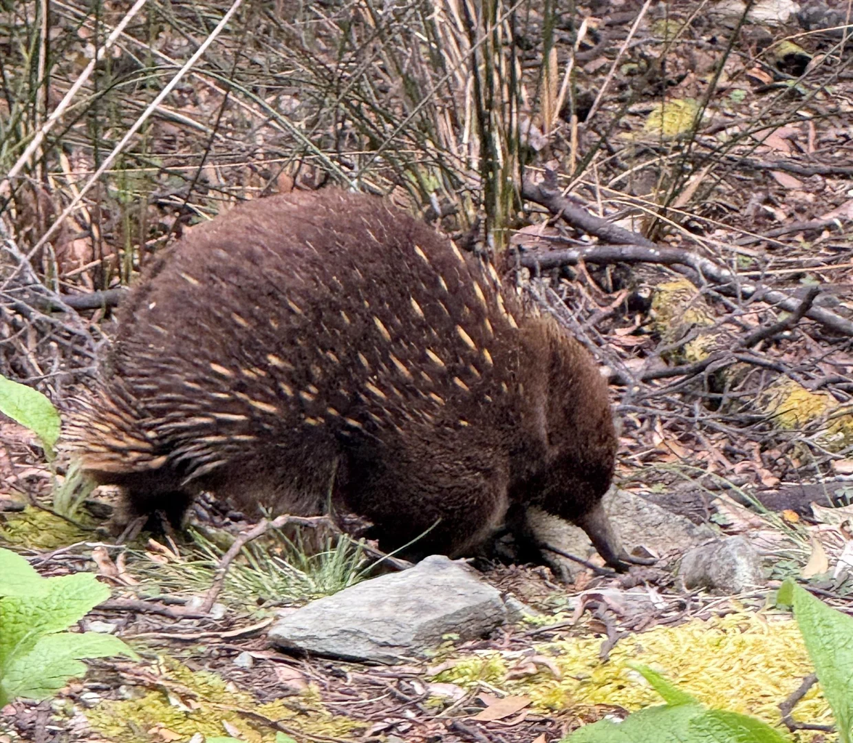 Additional image 15 of 1390 Loongana Road, Loongana TAS 7315