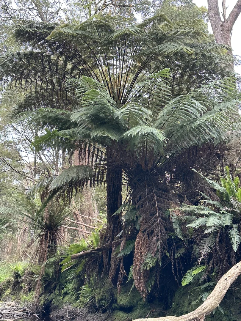 Additional image 24 of 90 Bischoffs Road, Pegarah TAS 7256