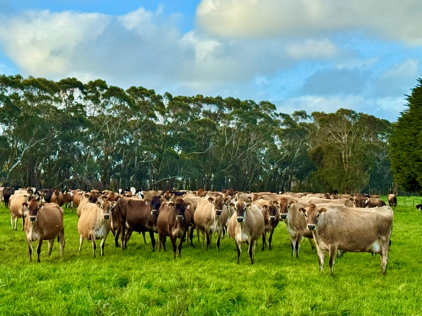 Additional image 3 of 29 Cowens Lane, Nirranda East VIC 3268
