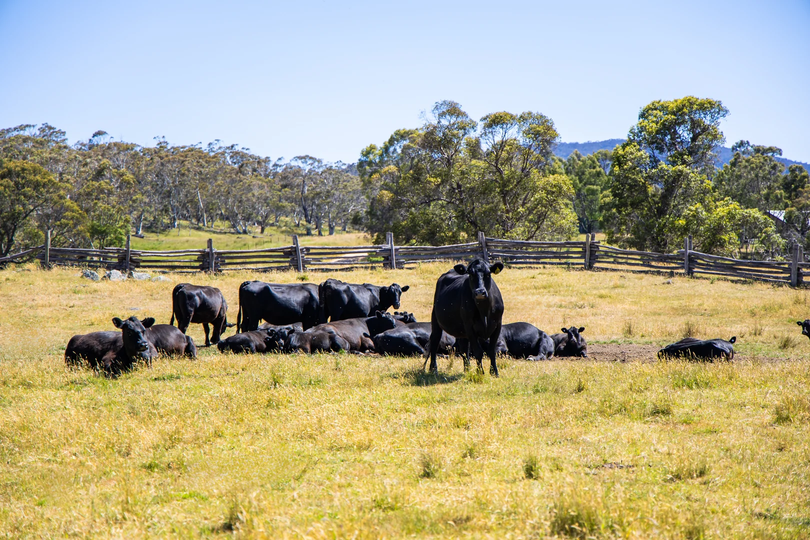 Additional image 35 of 632 Big Yard Road, Moonbah NSW 2627