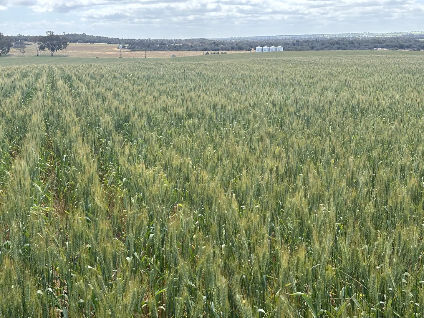 Additional image 3 of 1105 Coorow-Greenhead Road, Coorow WA 6515