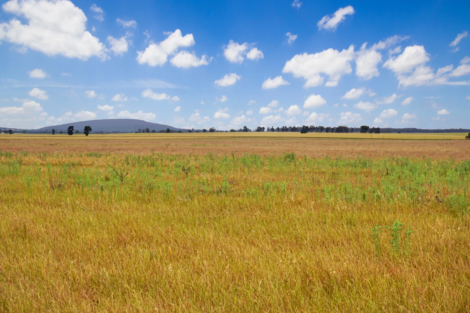 Additional image 7 of 'Werona' 904 North Yalgogrin Road, Tallimba NSW 2669