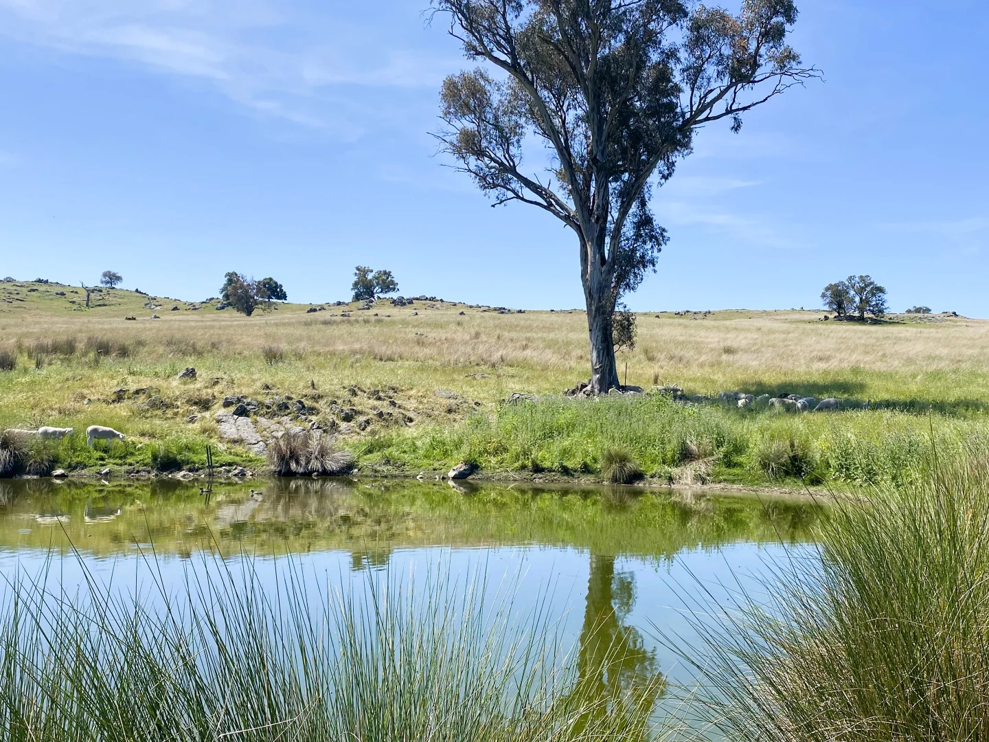 Additional image 25 of 250 Emu Creek Road, Canowindra NSW 2804
