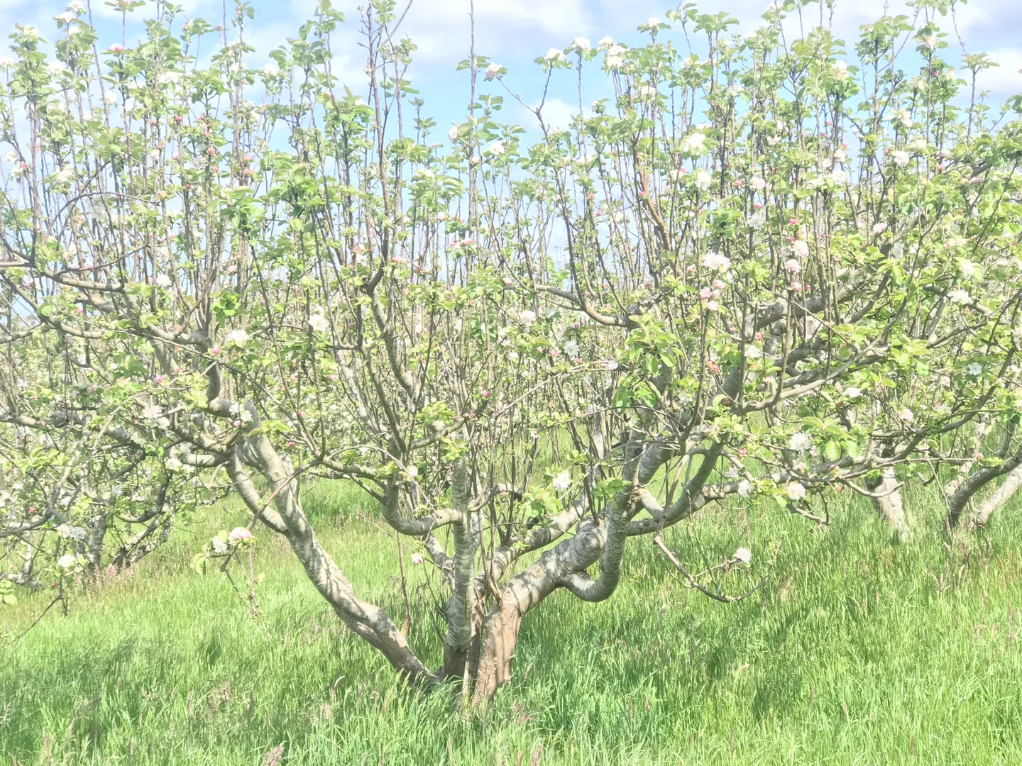 Additional image 21 of 90 Bischoffs Road, Pegarah TAS 7256