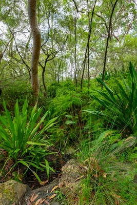 Additional image 30 of 25 Goldsmith Road, Somersby NSW 2250